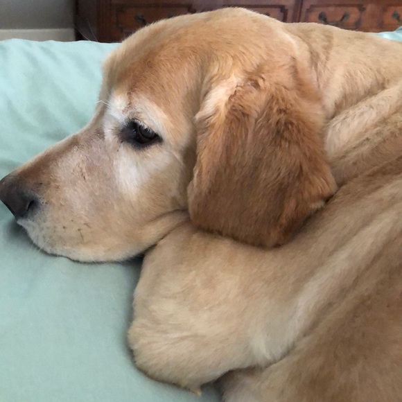 Meet your Posher, Deborah - Picture 1 of 1